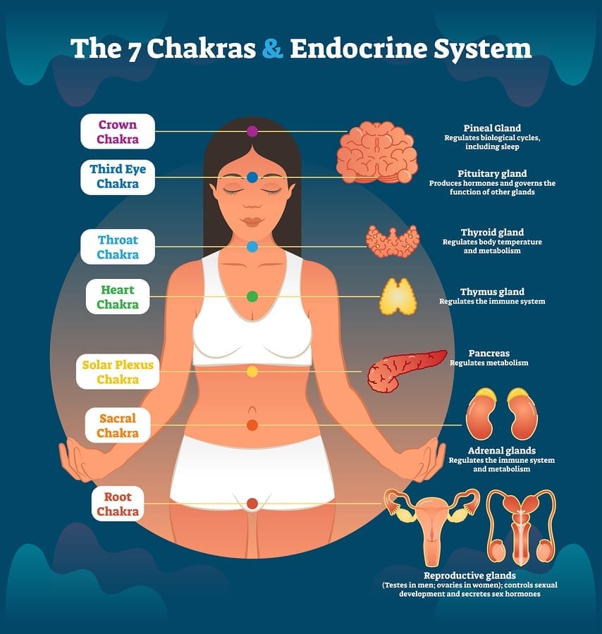 bigstock Chakras And Endocrine System 235616512