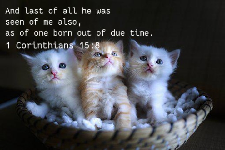 1 Corinthians 15:8
