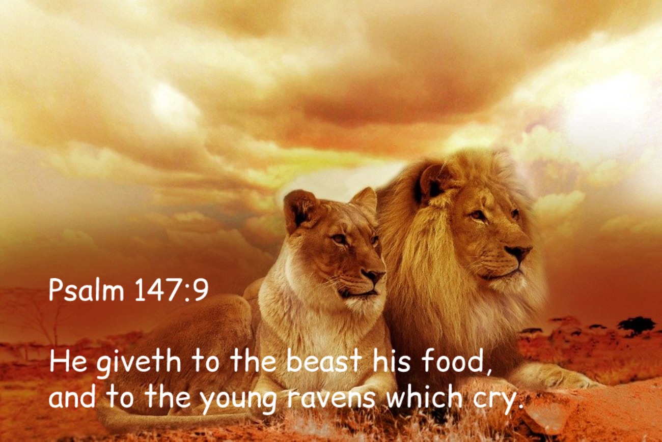 Bible Verses About Animals (KJV)